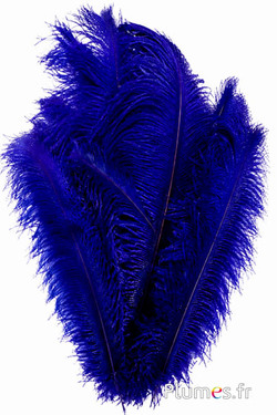 Strauss premium - 50-60 cm - Blaubeere